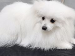 -宠福鑫康馨动物医院·骨科·眼科