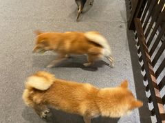 -长白山万达喜来登度假酒店