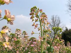 -中国天府农业博览园