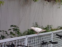 -大荣华酒楼(元朗老店)
