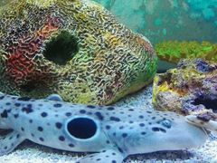 -上海海洋水族馆