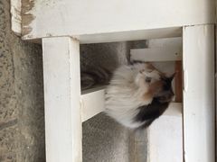 Anne猫窝咖啡屋-Anne猫窝咖啡屋