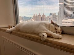 -Heymao猫咖.咖啡厅(东门店)
