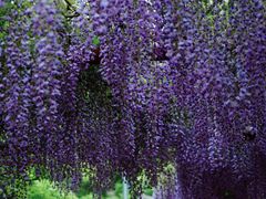 -嘉定紫藤园