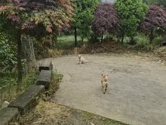 -樱桃山旅游景区