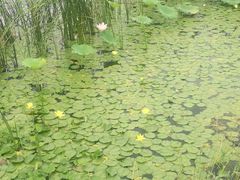 -荷塘月色湿地公园·向阳花洲