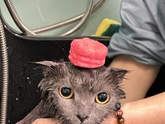 -猫宠乐园·专业洗护