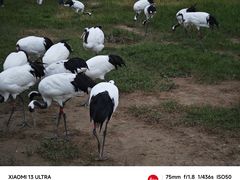 -盐城丹顶鹤湿地生态旅游区