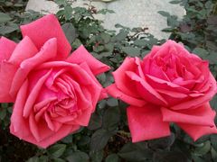 -人民公园(罗湖区)