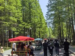 -日照海滨国家森林公园