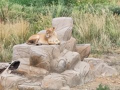 -新疆天山野生动物园