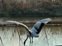 -盐城丹顶鹤湿地生态旅游区