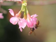 -天适樱花悠乐园