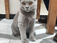 -猫小院猫主题餐厅(南锣旗舰店)