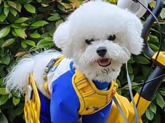 -翊宠yipet猫狗购宠庄园犬舍•猫舍