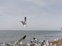 -西台吉乃尔湖