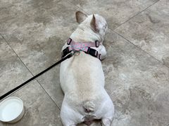 -美联众合动物医院·24h转诊中心
