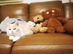 -猫大福·Fortune Cat猫舍(百子湾店)