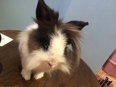 -藦茜花园宠物主题亲子互动体验馆(国顺东路店)