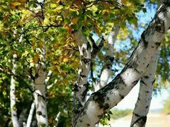 -塞罕坝国家级自然保护区