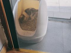 -吉丁鸟咖·异宠·寄养