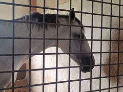 -北京群众马术培训基地