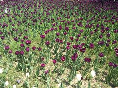 -长春公园(普阳街道)