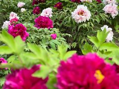 -莲花池公园