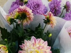 -双季花艺园艺市场(浦东店)