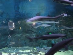 -烟台海昌鲸鲨海洋公园