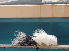 -清迈夜间动物园