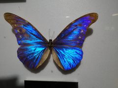 -上海昆虫博物馆