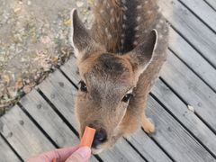 -北京鹿世界主题园