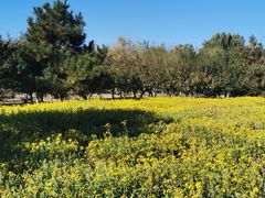 -永定河休闲森林公园