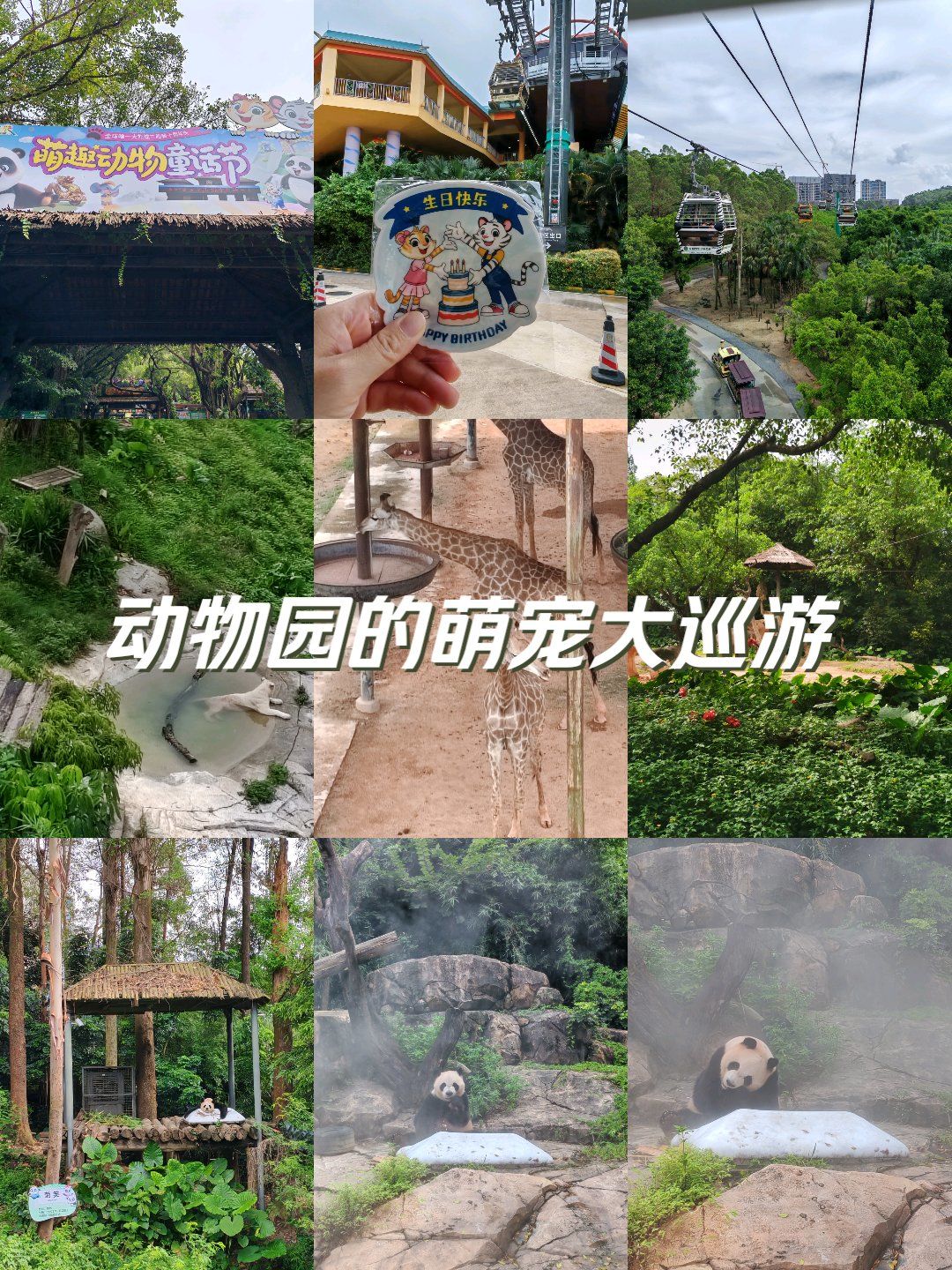进园建议先坐小火车游览外放散养的野生动物区,全程还有解说员讲解
