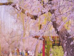 -桃花堤公园