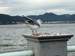 -海埂大坝