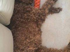 -天宠宠物医院24小时·急重症诊疗中心·全科·腔镜特色(和平分院)