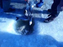 iphone_upload_pic-庆岭迎宾园正宗活鱼馆