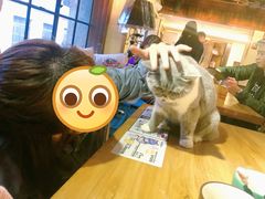 -more than meow吴止猫主题餐厅(承德 中船汇店)