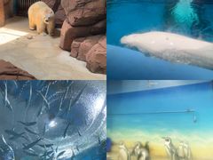 -海合安武汉极地海洋公园
