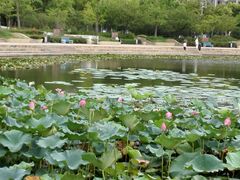 -新江湾城公园