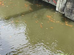 -千岛湖东南湖区