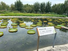 -白洋淀景区