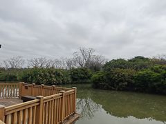 -大湾区中央湿地公园