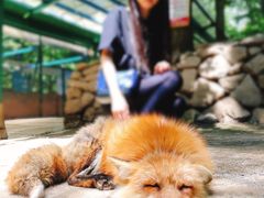 -宫城藏王狐狸村