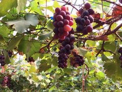 -海堤葡萄园中小学生研学基地