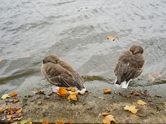 -海德公园