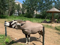 -大连森林动物园