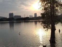 -海珠湖公园